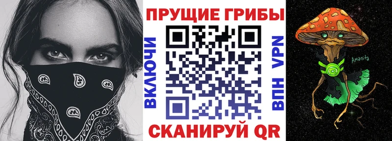 как найти наркотики  блэк спрут зеркало  Псилоцибиновые грибы Psilocybine cubensis  Октябрьский 